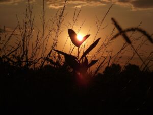 end of life planning